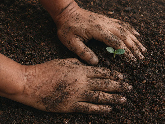 Planting a seed to represent probiotics