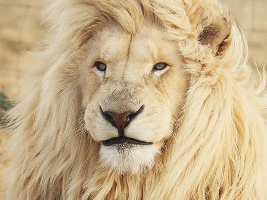 Can Eating Liver Help Hair Growth?