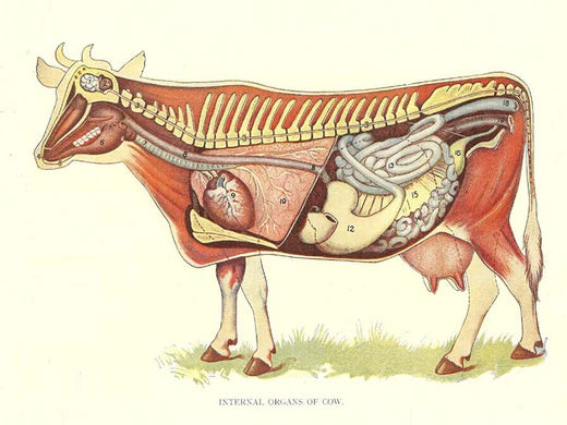 Discover Why Liver is King of the Organ Meats